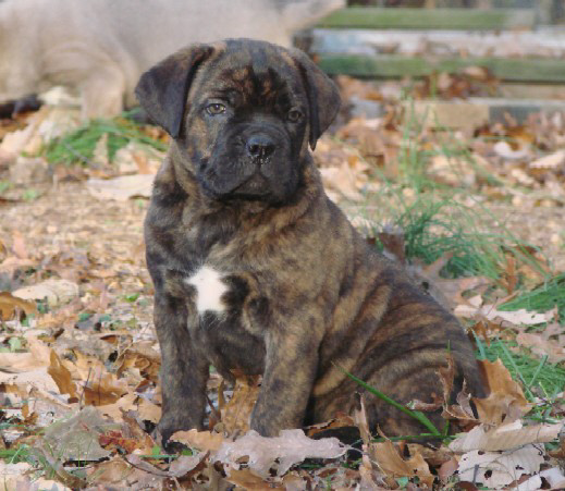 brindle female cane corso