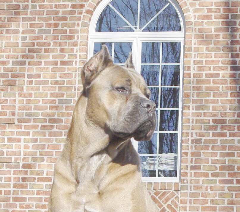 florentino cane corso