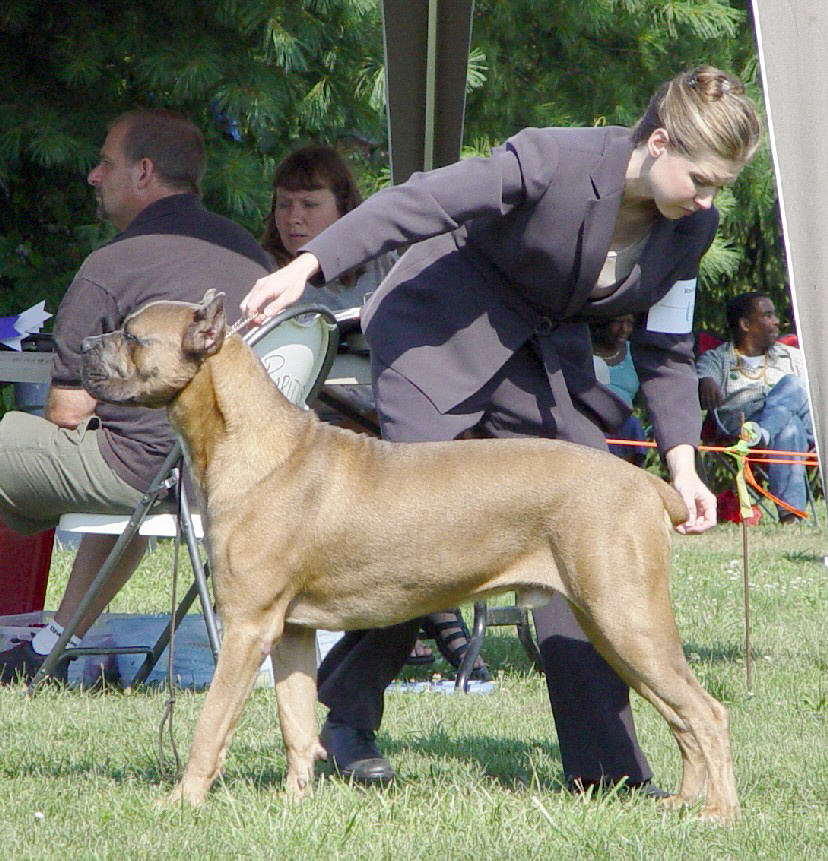 florentino cane corso