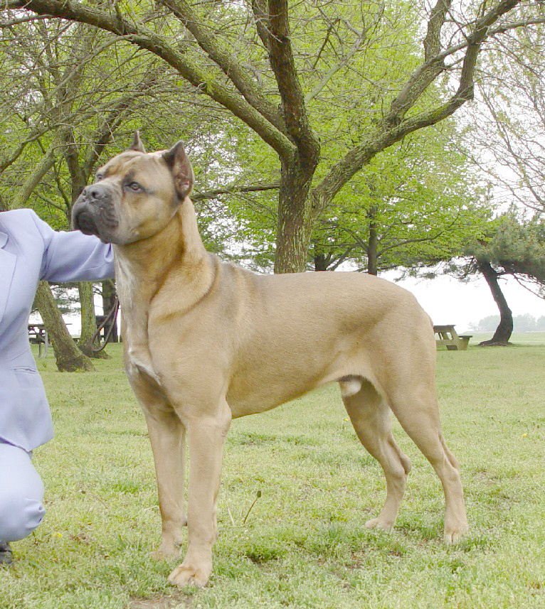 florentino cane corso