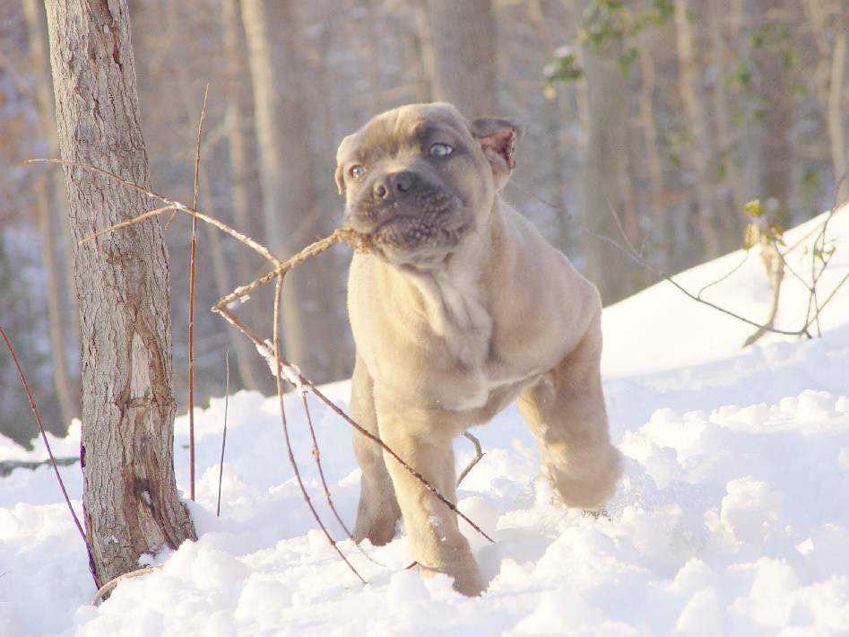 florentino cane corso