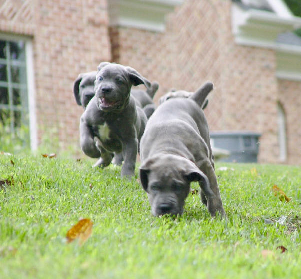 pictures of puppies playing. Jasmine x Jones puppies playing: Kiddo, Lucy and Penelope