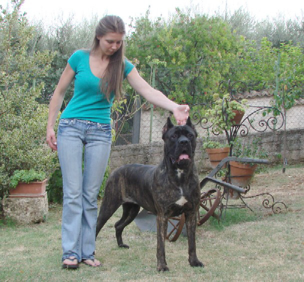 cane corso italian breeders