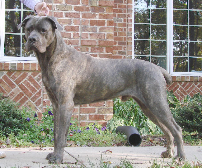 Apex Cane Corso Italiano