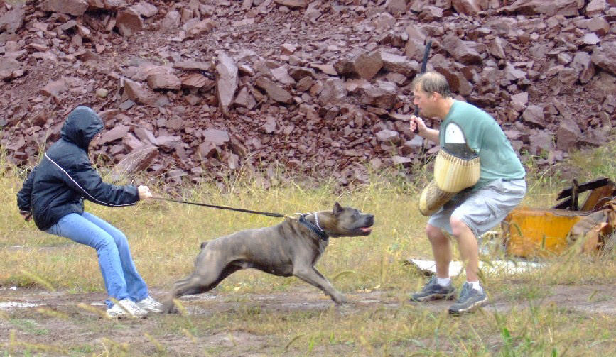 are cane corso good for hiking