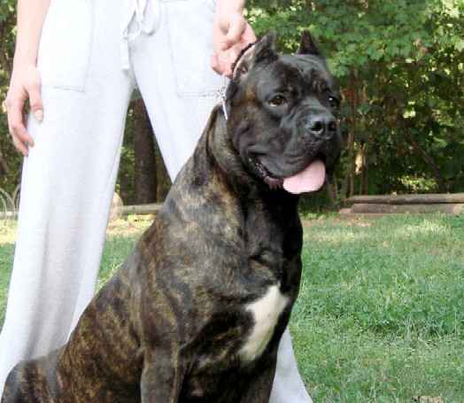 brindle female cane corso