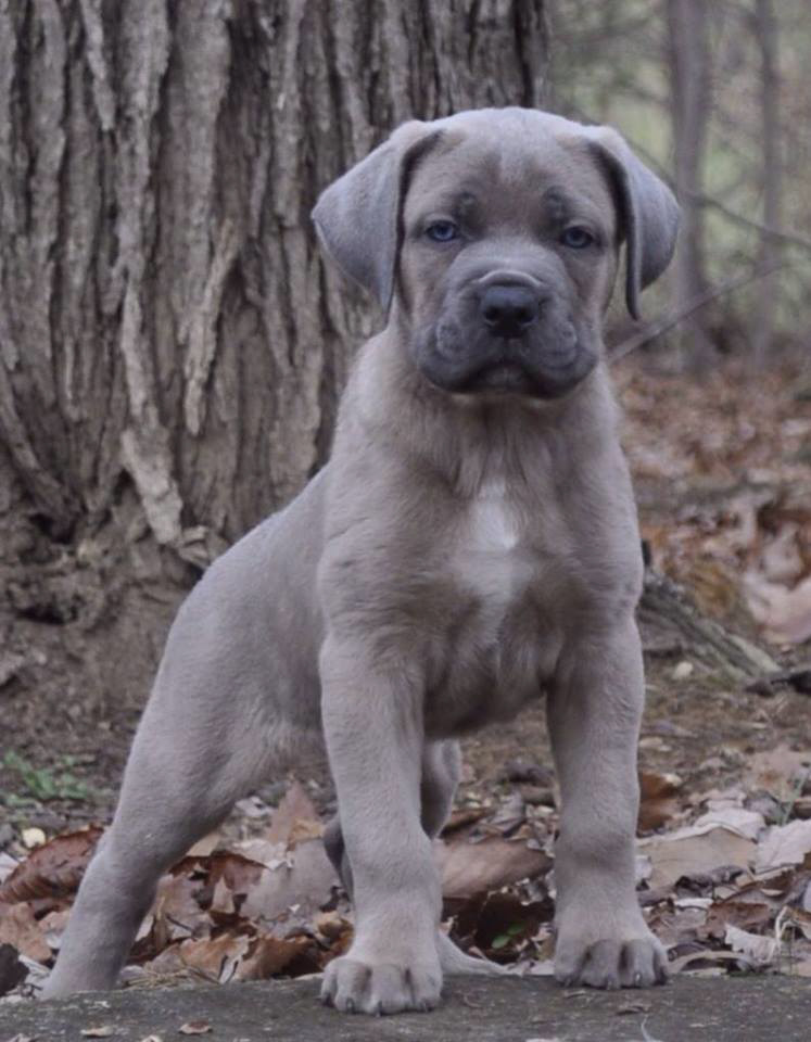 blue cane corso puppies for sale near me