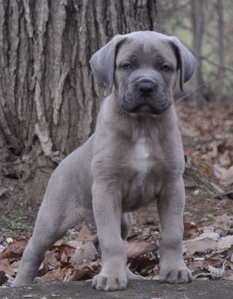 Apex Cane Corso Italiano