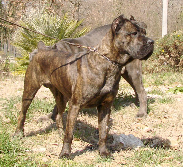 brindle female cane corso