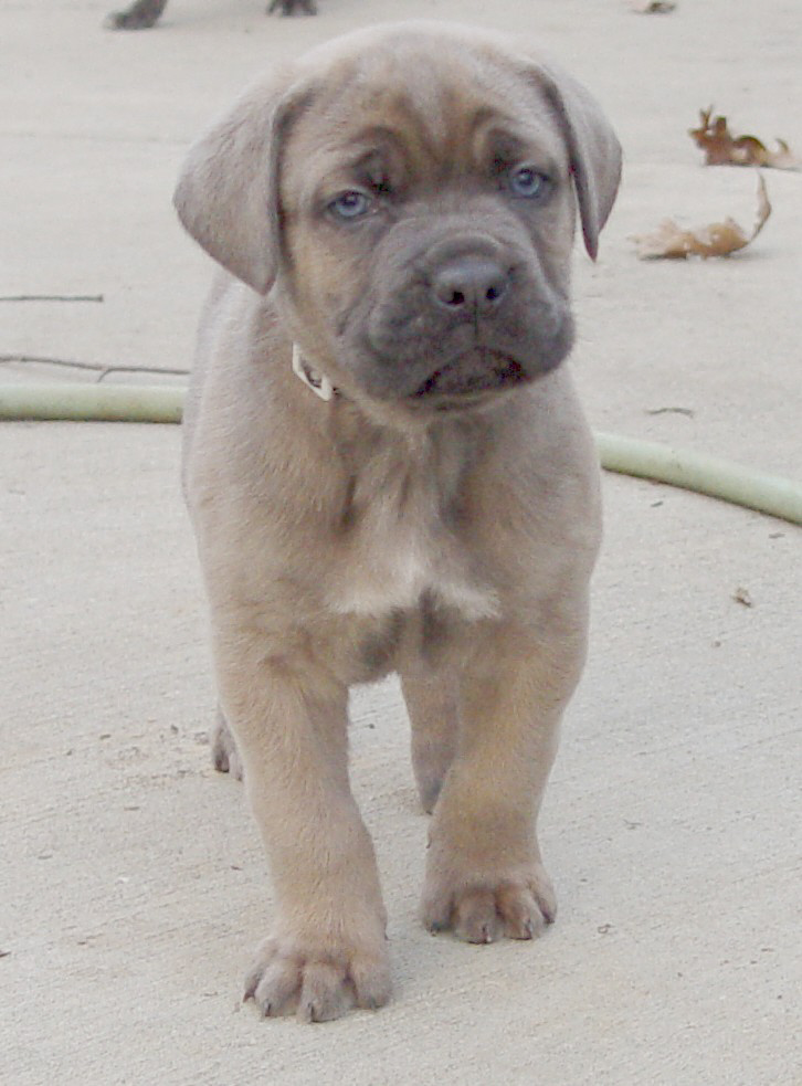 florentino cane corso