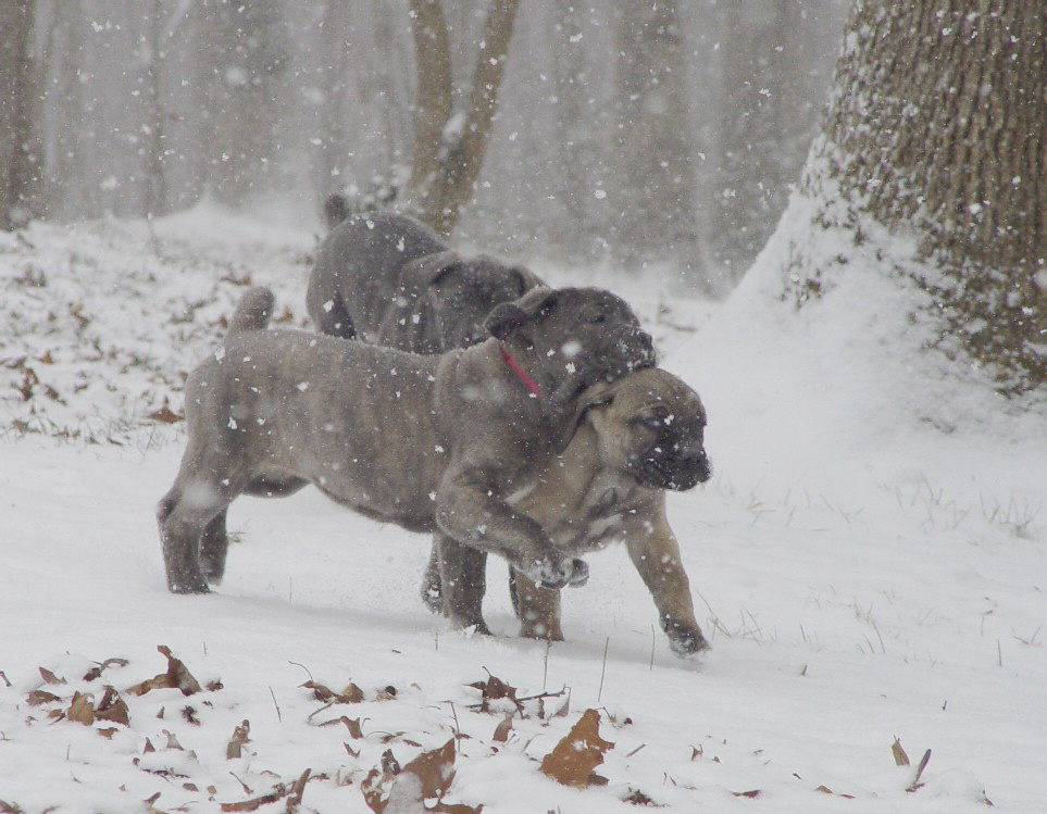 Puppies in the Snow. 8 week old puppy doing the A-Frame